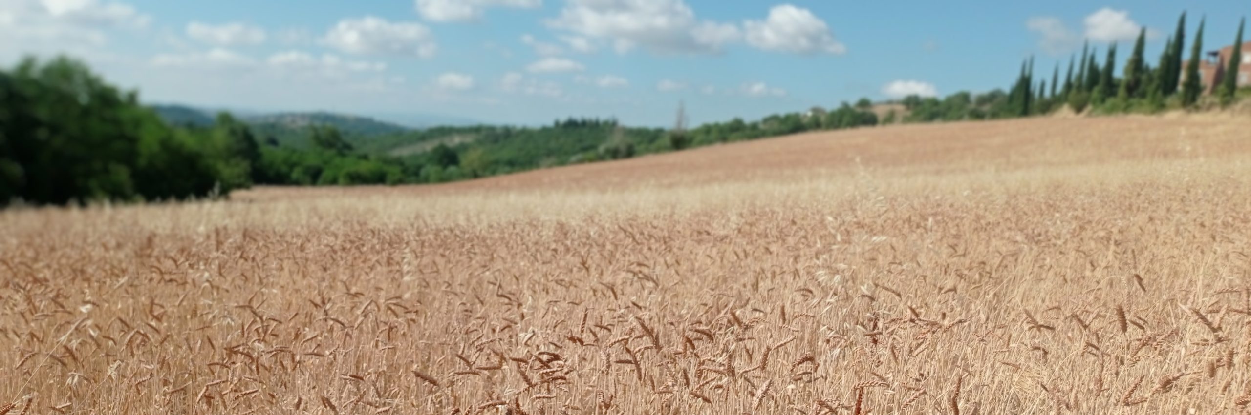 Etichetta sugo di aglione